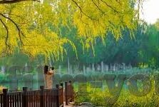 糖心vlog下载地址-解锁的时刻，揭秘糖心Vlog下载的不凡之旅